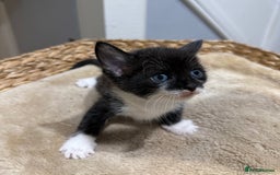 Mixed Breed cats for sale: Beautiful kittens for sale - Image 3
