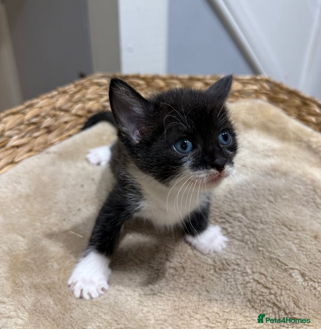 Mixed Breed cats for sale: Beautiful kittens for sale - Image 3
