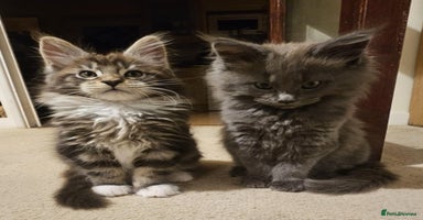 Maine Coon cats Pure Maine Coons – European Lines - Advert 6