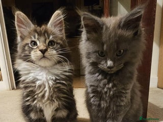 Maine Coon cats Pure Maine Coons – European Lines - Advert 1