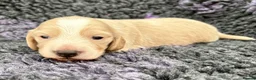 Dachshund dogs for sale:  Miniature Long Haired Dachshund puppies - Advert 11