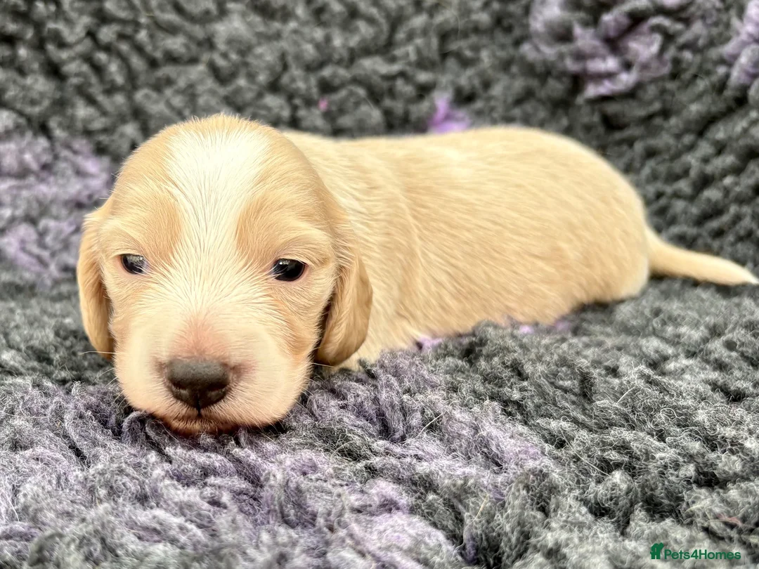 Dachshund dogs for sale:  Miniature Long Haired Dachshund puppies - Advert 16