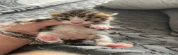 Mixed Breed cats for sale: 5 kittens  - Advert 8