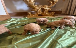 Cockapoo dogs for sale: F1 DNA Health Tested Cockapoos  - Image 12