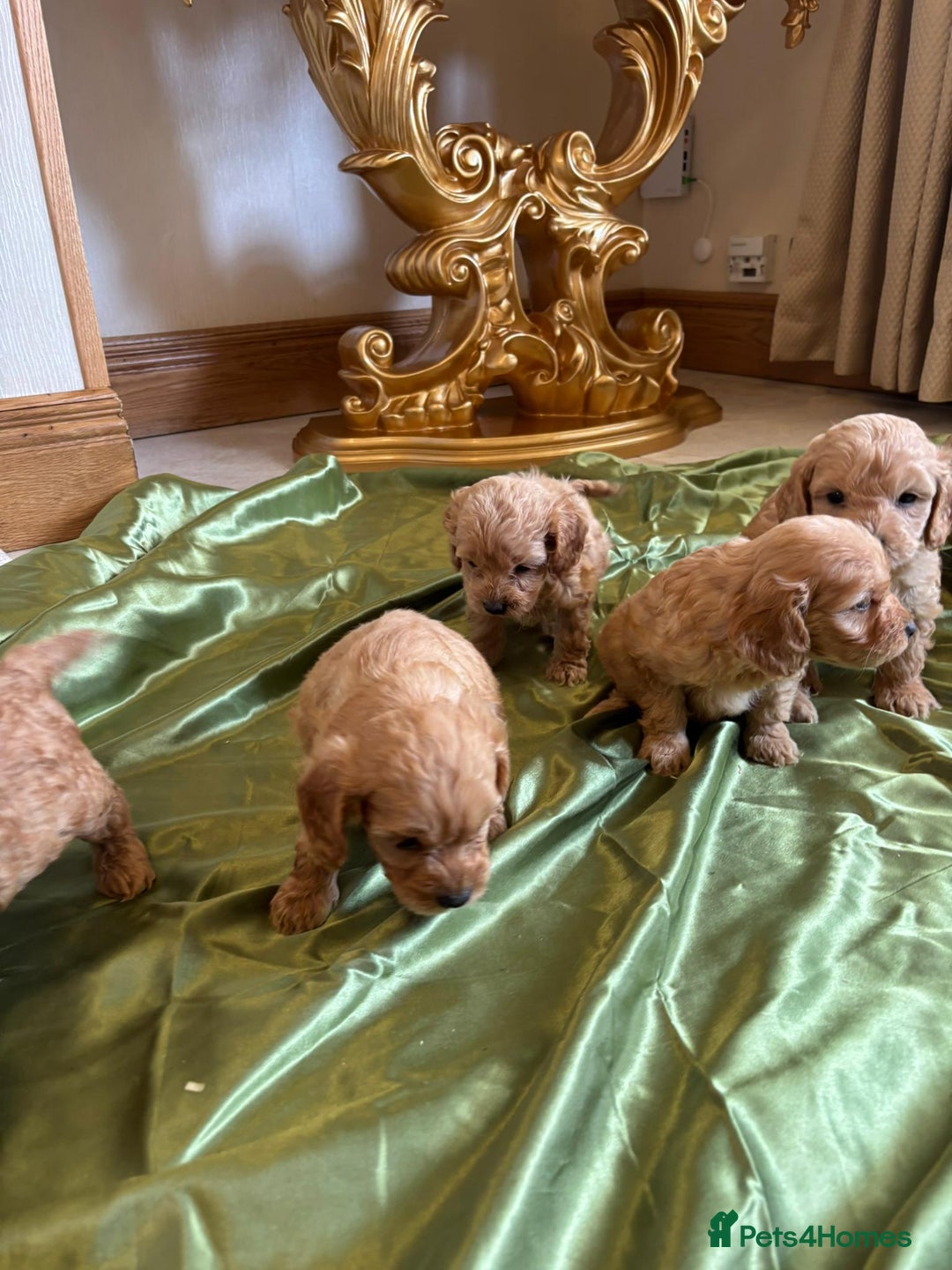 Cockapoo dogs for sale: F1 DNA Health Tested Cockapoos  - Image 12