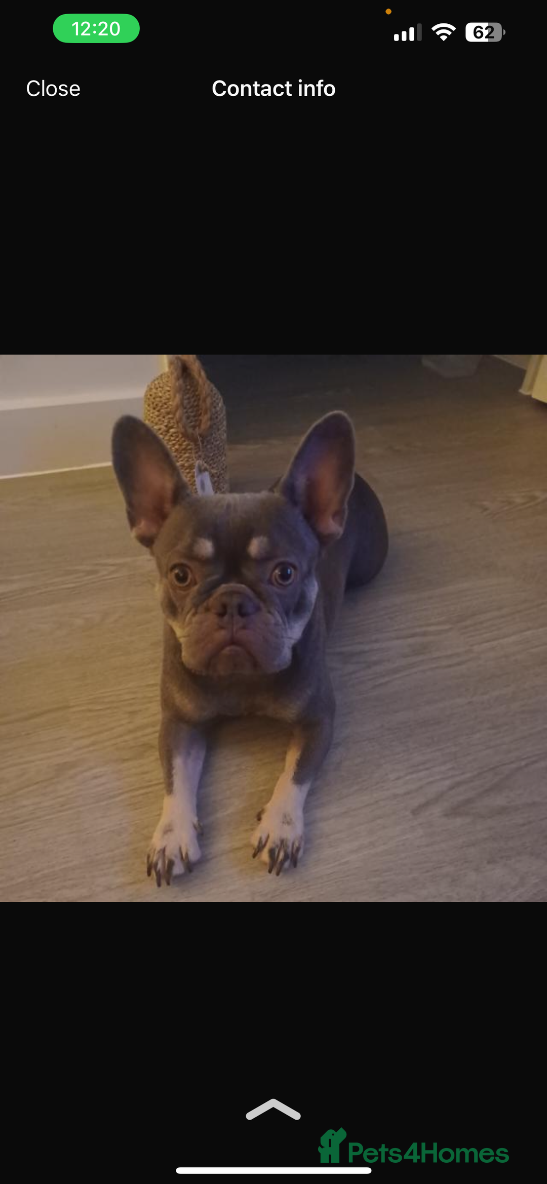 French Bulldog dogs for sale: Ochi - The frenchie  - Advert 1