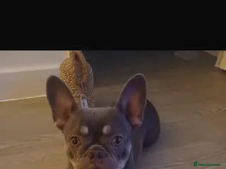 French Bulldog dogs Ochi - The frenchie - Advert 12