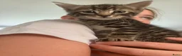 Domestic Shorthair cats for sale: Litter of 4 for sale - Advert 2