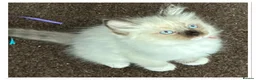 Ragdoll cats for sale: 6 cute pure breed Ragdoll kittens 2 boys 4 girls  - Advert 21
