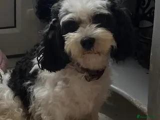 Cavapoo dogs Small size health tested Cavapoo from toy poodle - Advert 7