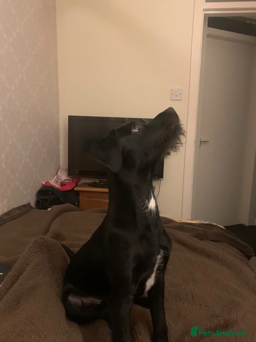 Mixed Breed dogs for sale: Dougie - Advert 2