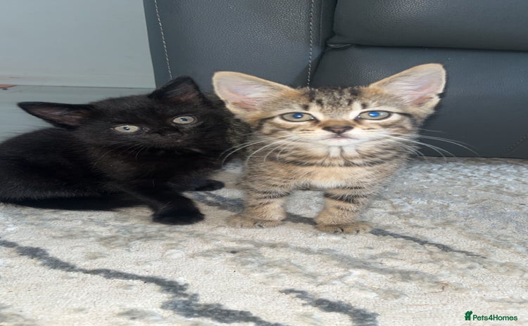 Mixed Breed cats - Advert 11