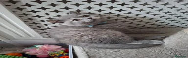 British Shorthair Kitten 2