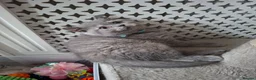British Shorthair cats for sale: Quality Chunky BSH one boy one girl available  - Advert 19