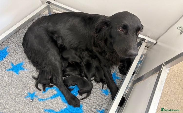 Flat coated Retriever dogs - Advert 1
