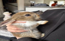 Mixed Breed rabbits for sale: Bunnies for sale  - Image 9