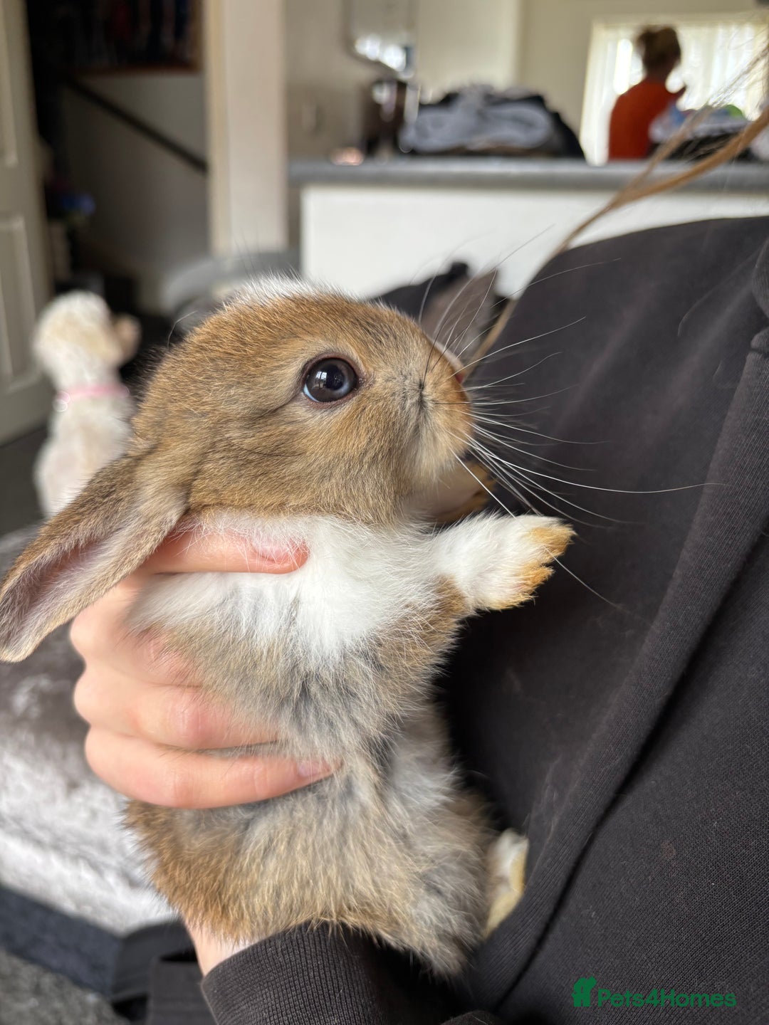 Mixed Breed rabbits for sale: Bunnies for sale  - Image 9