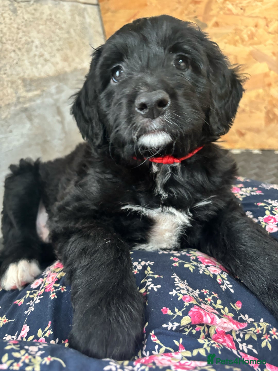 Portuguese Water Dog dogs for sale: Art Nouveau - Image 15