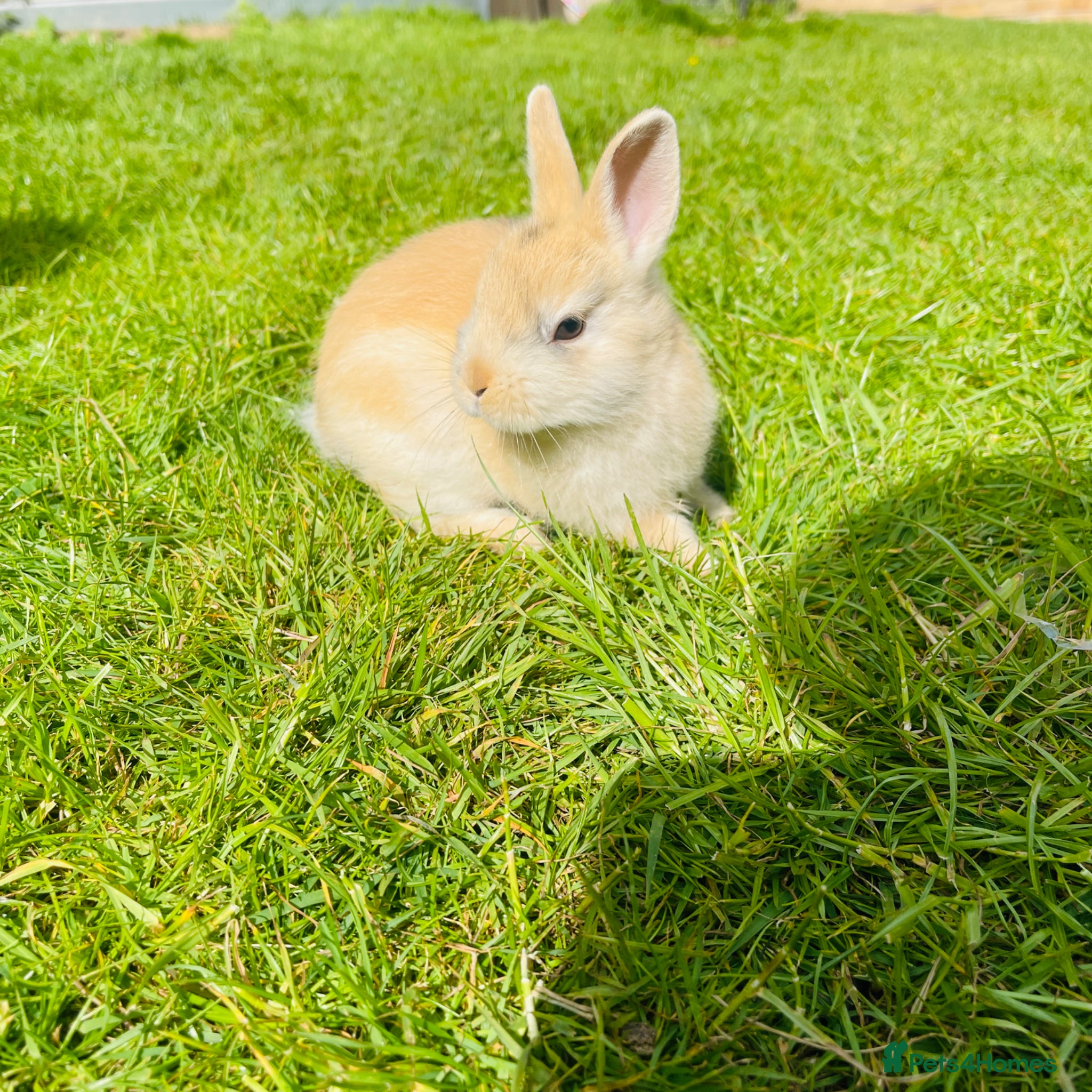 Netherland Dwarf rabbits Beuitiful netherland dwarf babys  - Advert 9