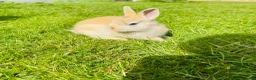 Netherland Dwarf rabbits for sale: Beuitiful netherland dwarf babys  - Advert 6