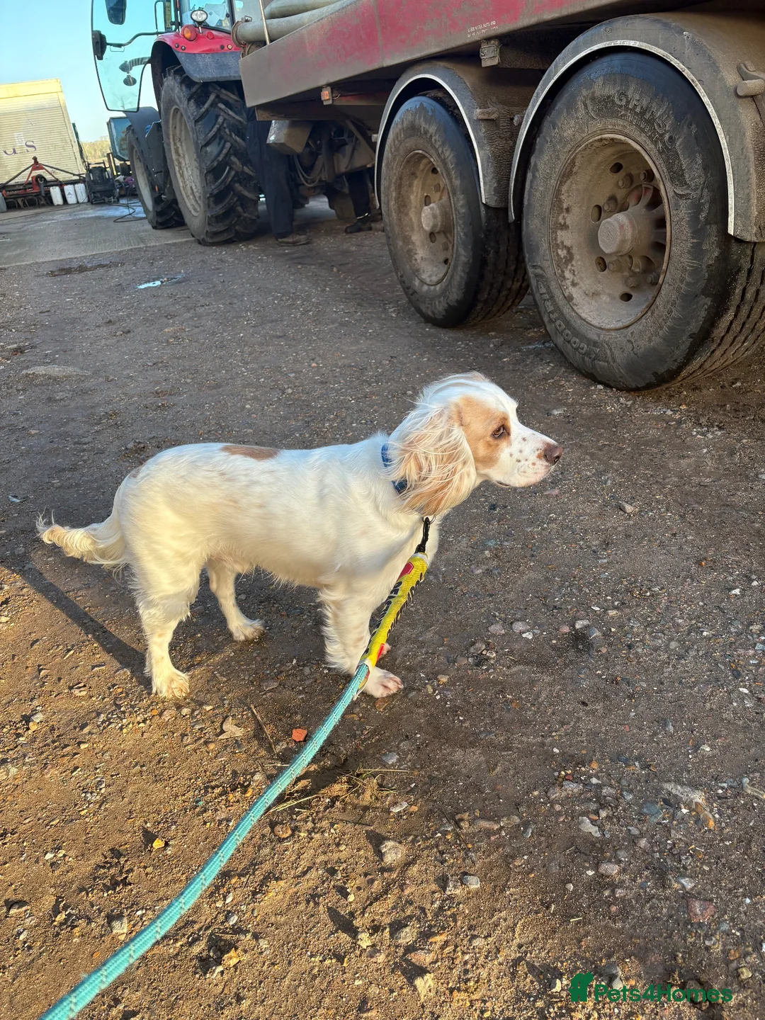 Sprocker dogs for sale: Male Sprocker Spaniel - Advert 2