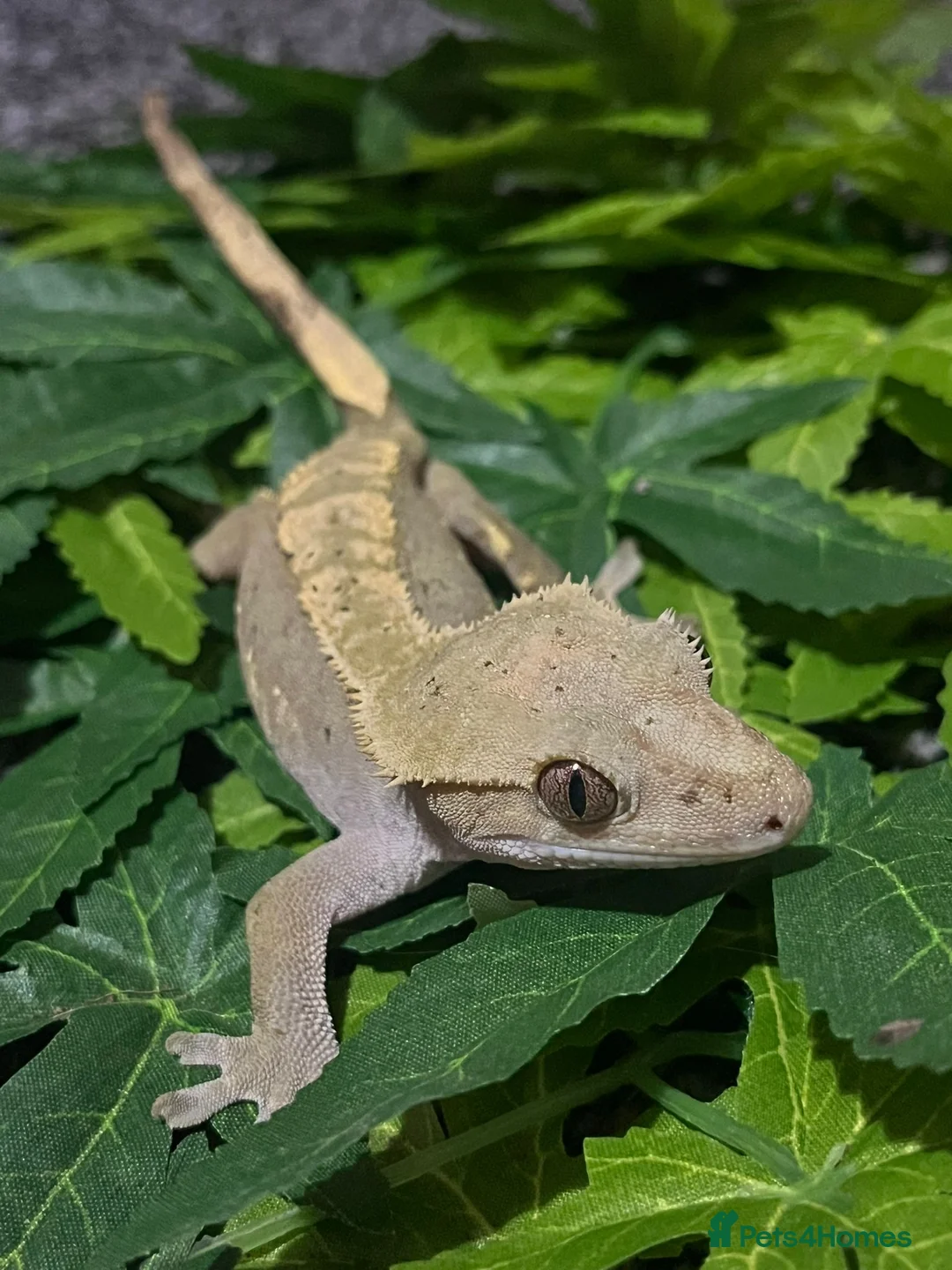 Gecko reptiles for sale: crested geckos please read the description  - Advert 7