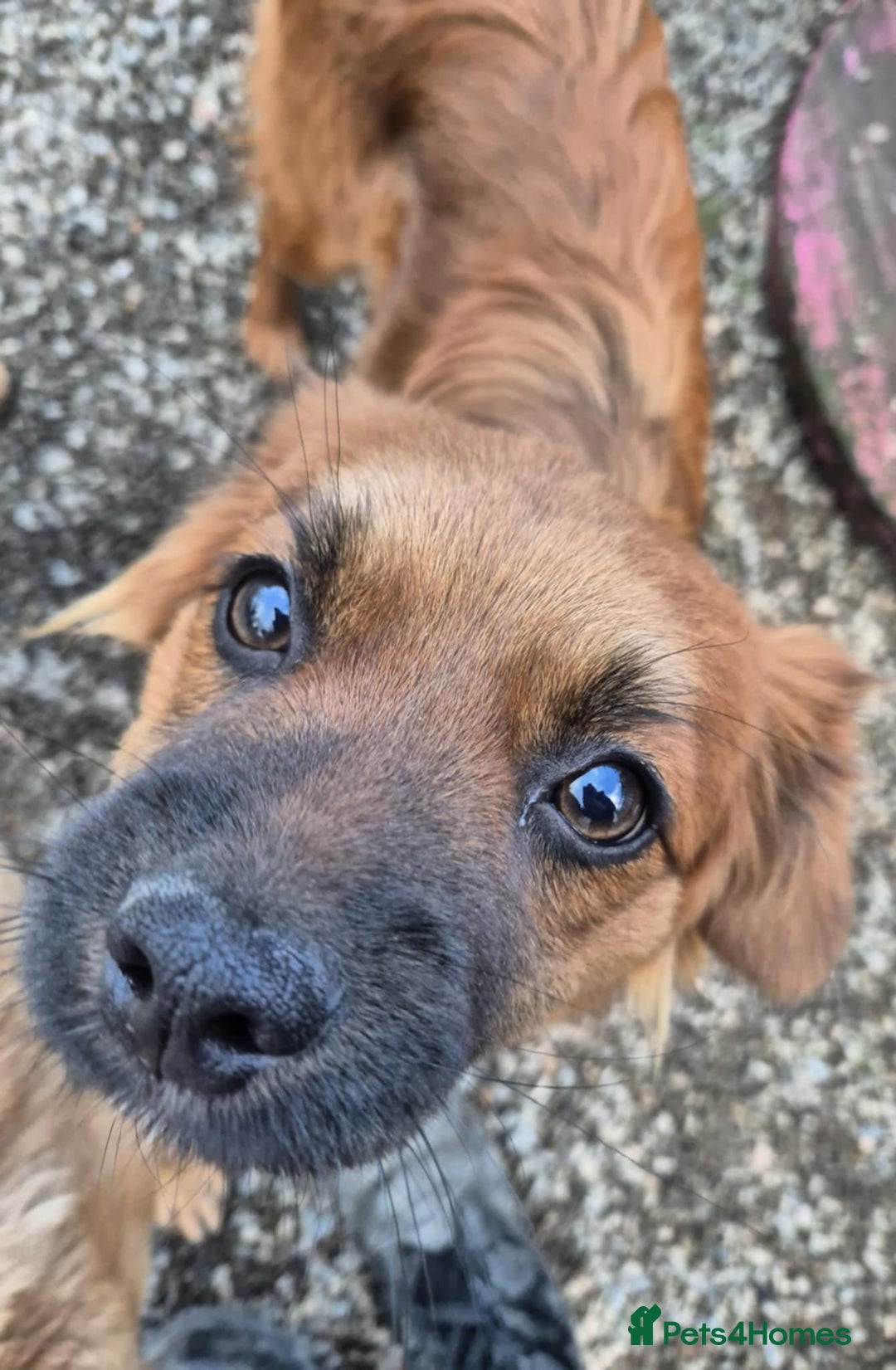 Mixed Breed dogs for adoption: Robin - In Ayr Looking for a home  - Advert 3