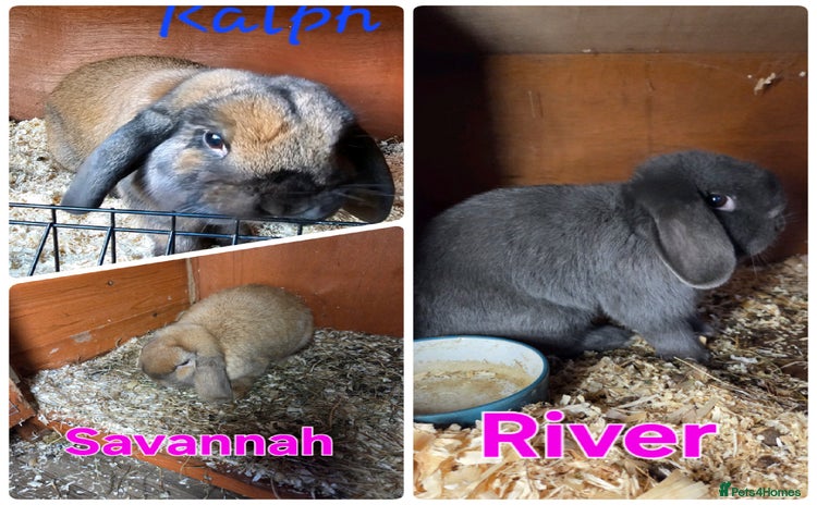 Mini Lop rabbits - Advert 8