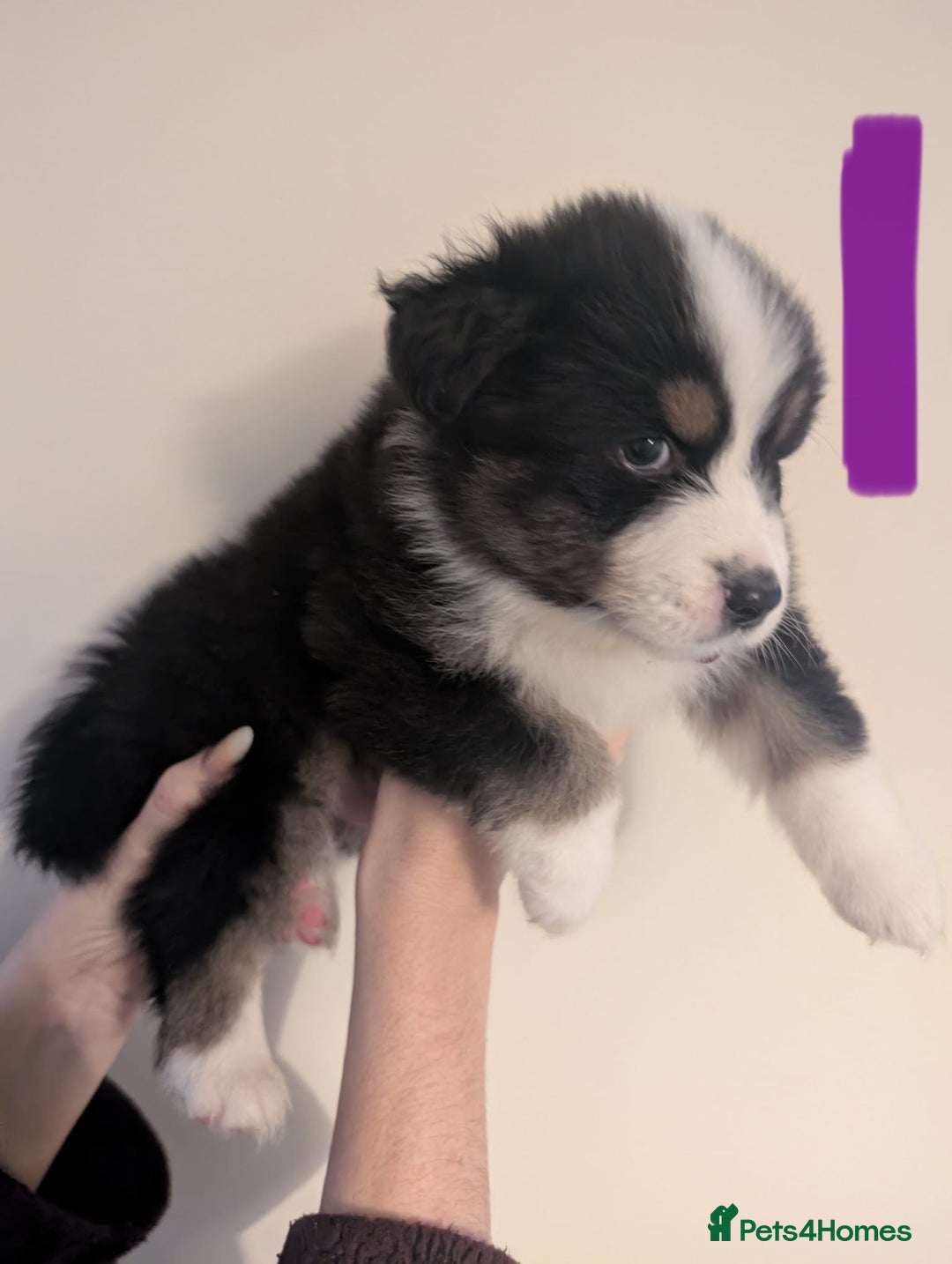 Australian Shepherd dogs for sale: KC registered Australian shepherd puppies  - Advert 6