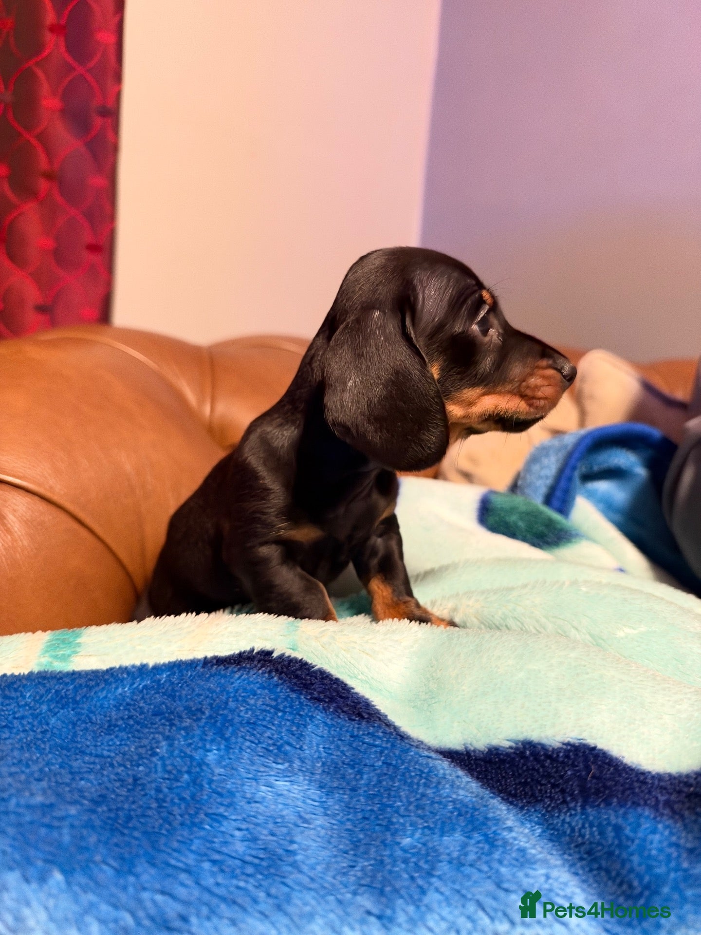Miniature Dachshund dogs for sale: LAST ONE Sweetest Mini Dachshund🖤🤎 - Advert 1