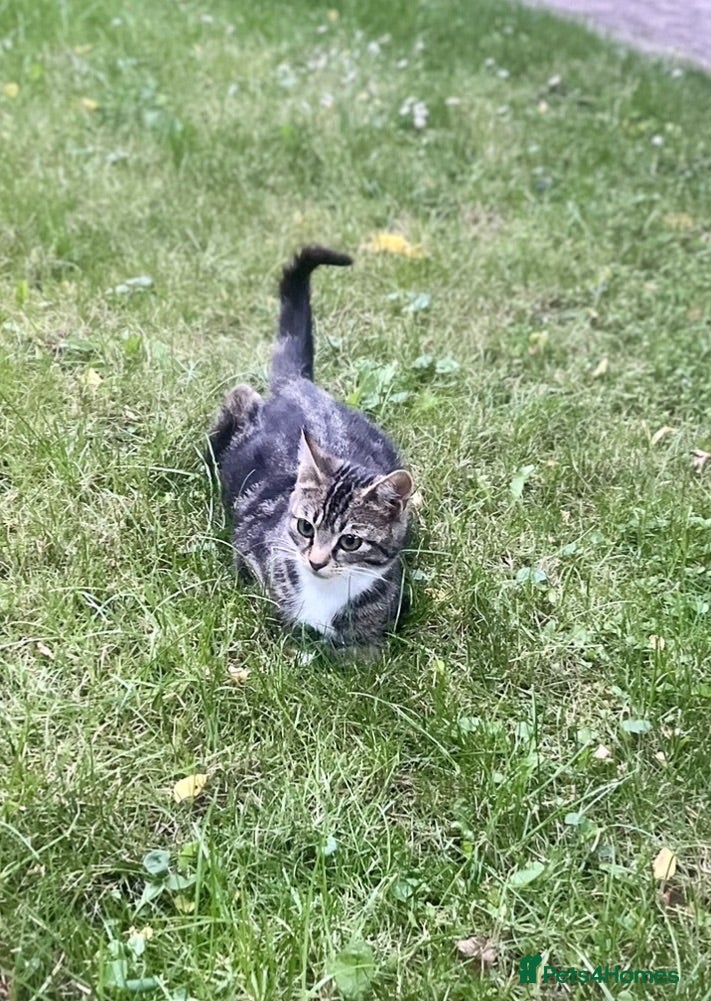 Mixed Breed cats 4 Adorable Kittens😍🐾 - Advert 1