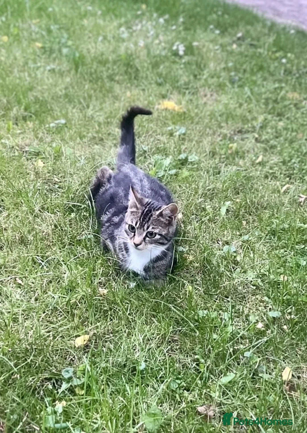 Mixed Breed cats for sale: 4 Adorable Kittens😍🐾 - Advert 1