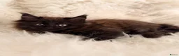 Maine Coon cats for sale: TICA registered pure breed Maine coon kittens - Advert 4