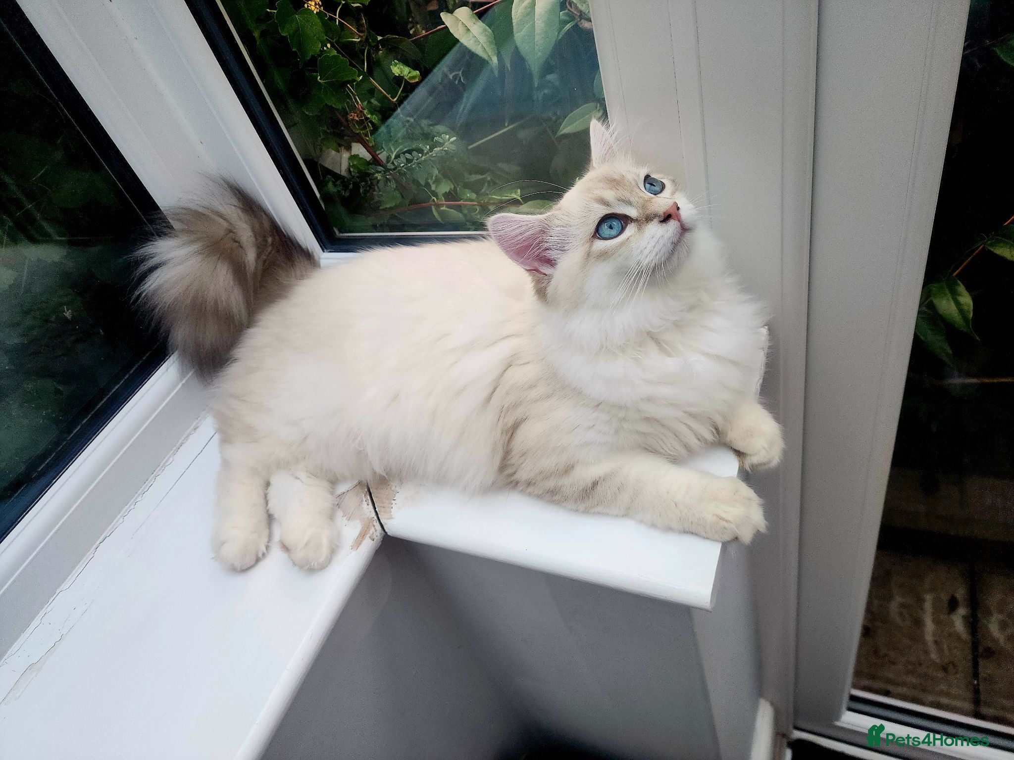 Siberian cats Siberian Male Kitten GCCF Reg Active Breeding  - Advert 8