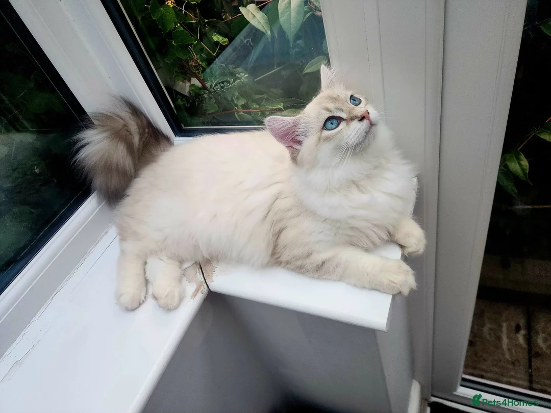 Siberian cats for sale: Siberian Male Kitten GCCF Reg Active Breeding  - Advert 1