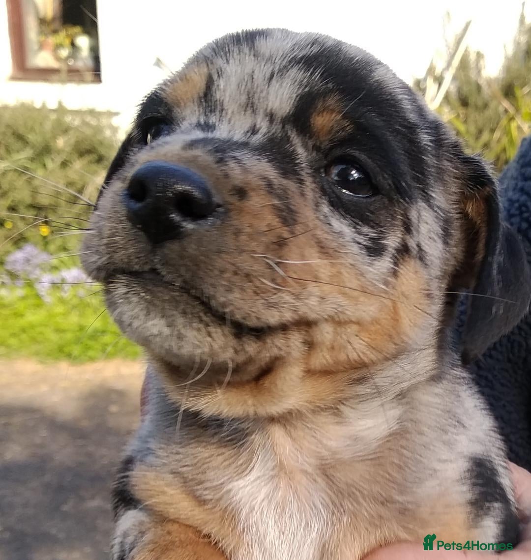 Jack Russell dogs Rare miniature Jack Russell puppies - Advert 3