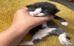 Mixed Breed cats for sale: Stunning, cuddly mixed breed kittens  - Image 10