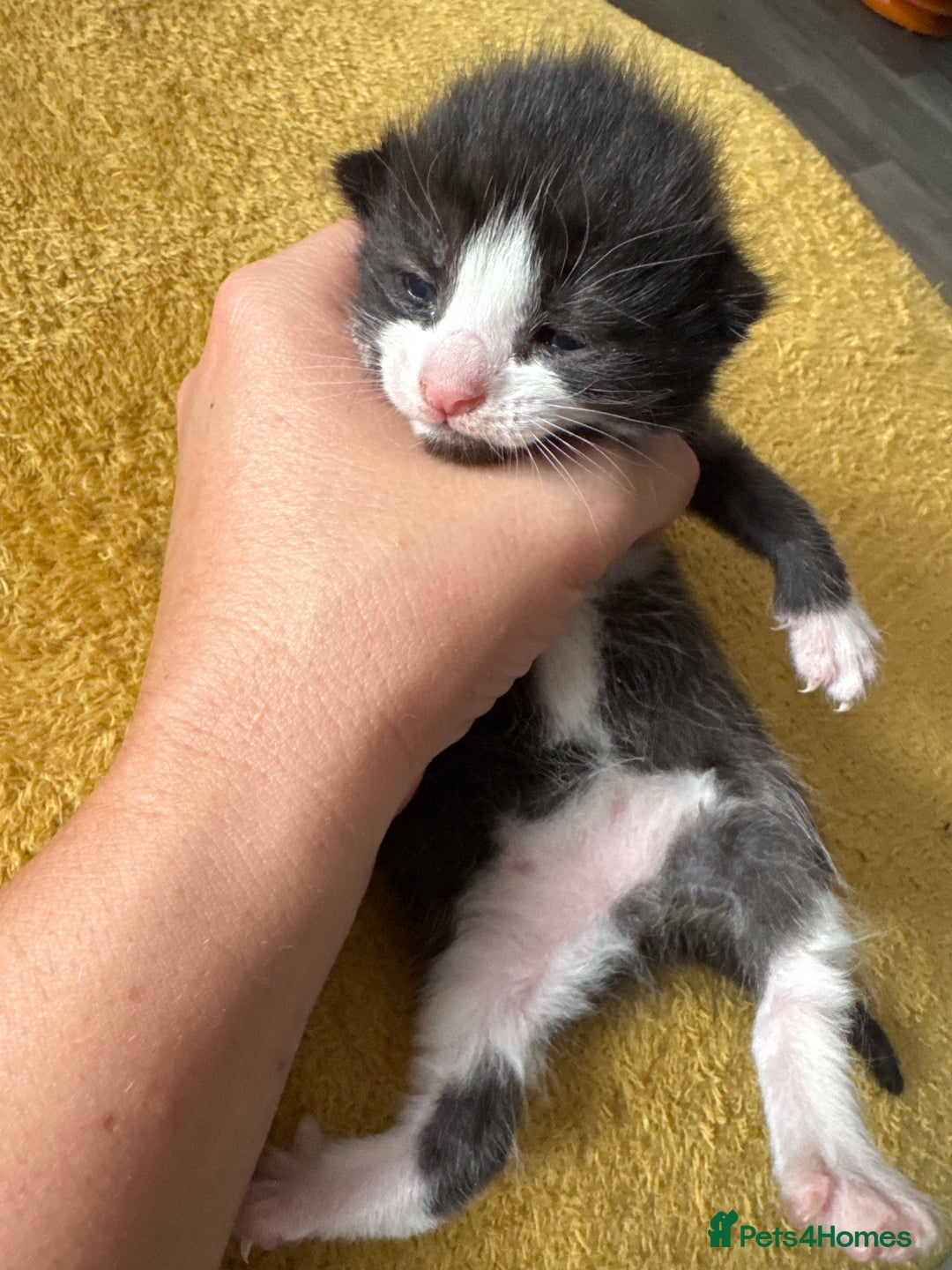 Mixed Breed cats for sale: Stunning, cuddly mixed breed kittens  - Image 10