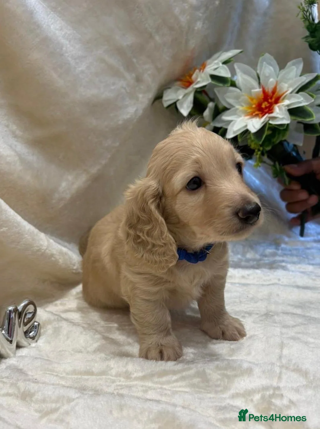 Miniature Dachshund dogs for sale: Stunning KC Long Haired Miniature Dachshund 🐶🐶 - Advert 2