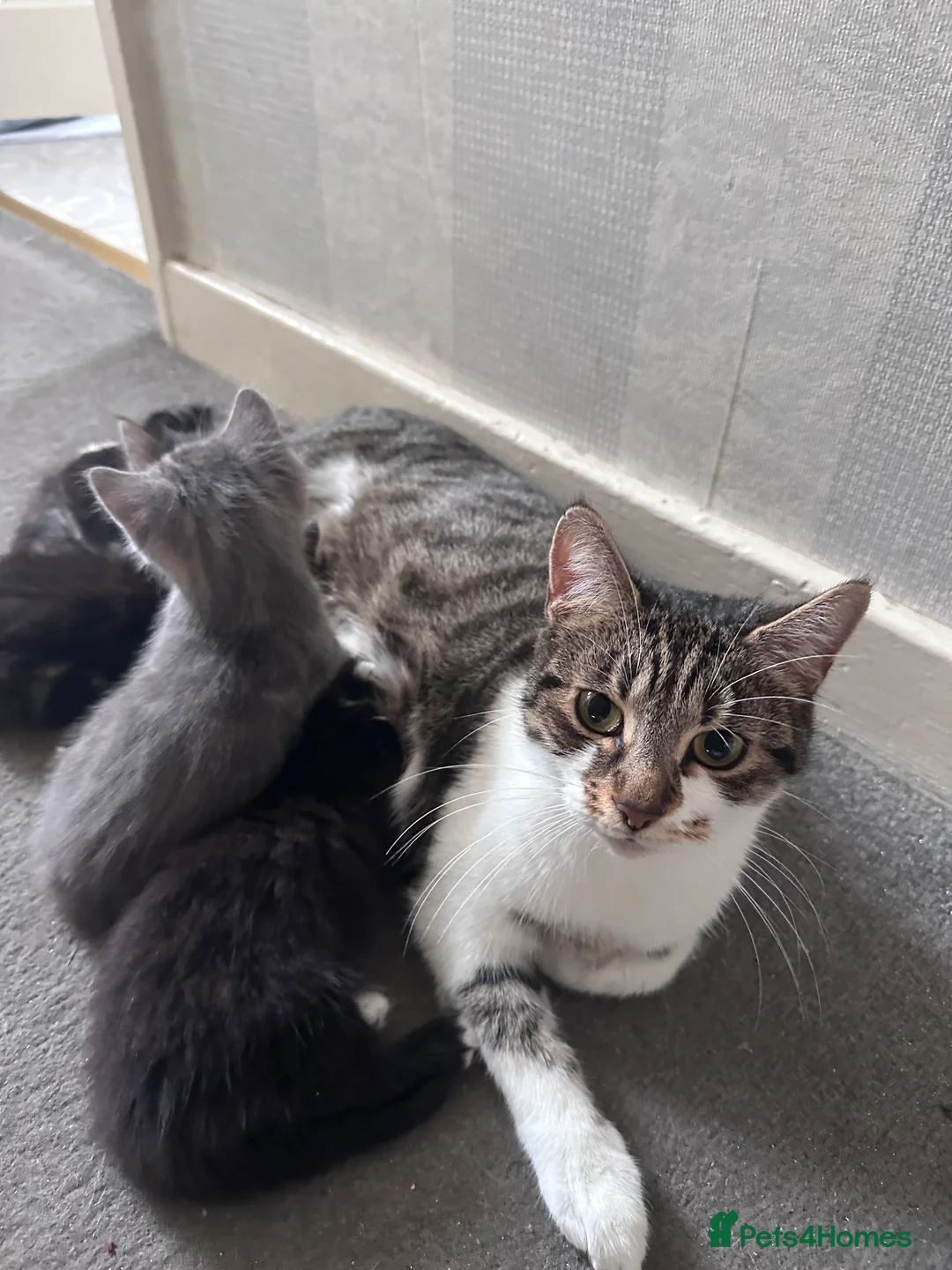 Mixed Breed cats for sale: 4 super friendly Kittens. - Advert 6