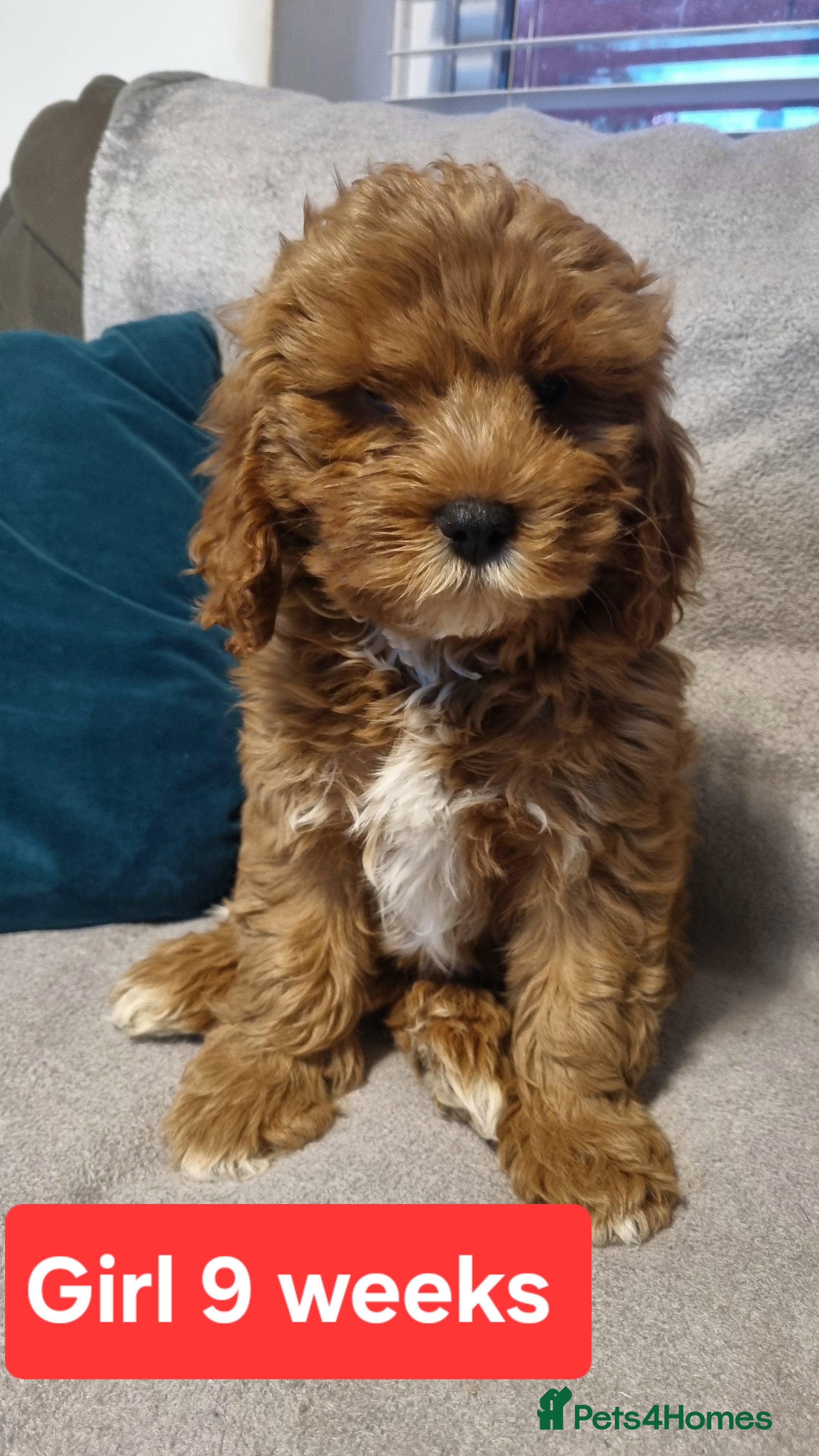 Cavapoo dogs 2 GIRL left  Beautiful Mini Red Cavapoo Puppy  - Advert 3