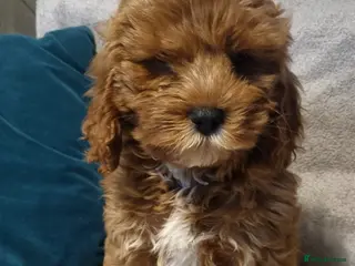 Cavapoo dogs 2 GIRL left Beautiful Mini Red Cavapoo Puppy - Advert 3