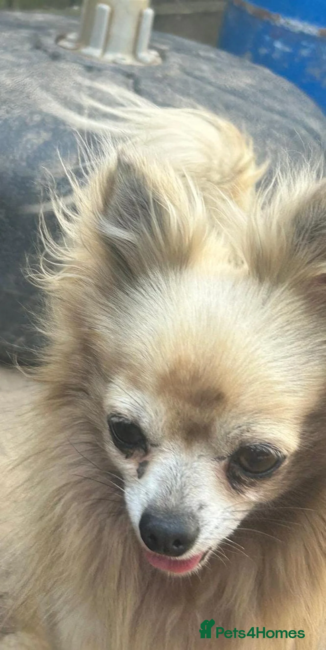 Chihuahua dogs for sale: Male creme longfur chihuahua and jackrusselterrier - Advert 28