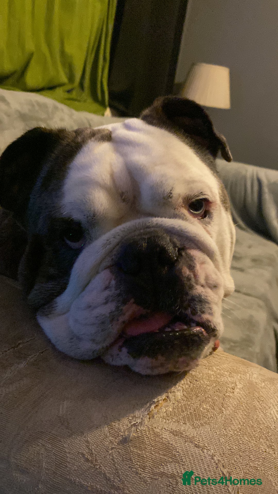 English Bulldog dogs for stud: Pure english bulldog stud - Advert 4