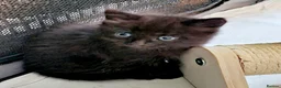 Mixed Breed cats for sale: Kittens  - Advert 5