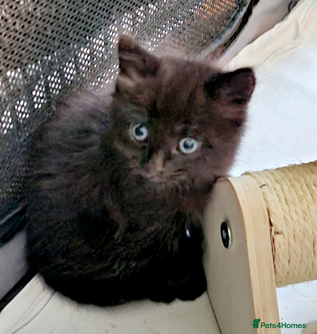 Mixed Breed cats for sale: Kittens  - Advert 5