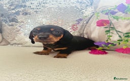 Miniature Dachshund dogs for sale: Miniature dachshunds - Image 7