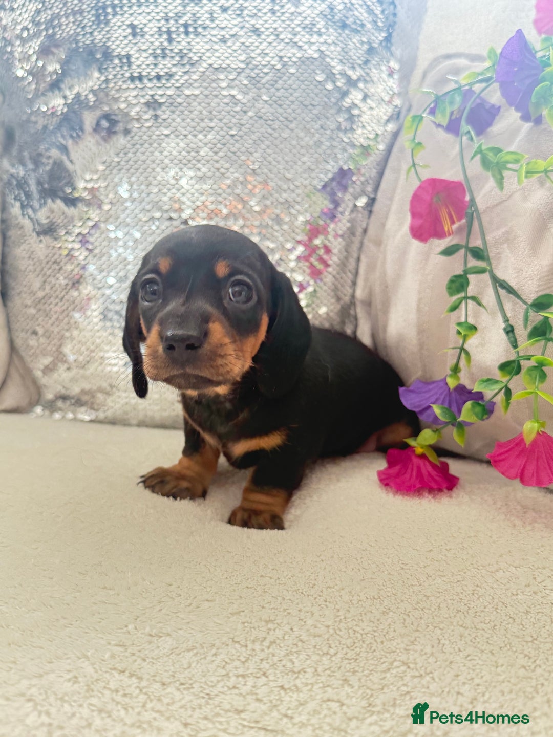 Miniature Dachshund dogs for sale: Miniature dachshunds - Image 7