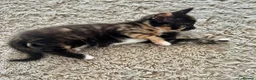 Mixed Breed cats for sale: 5 beautiful kittens for sale 🖤🧡  - Advert 11