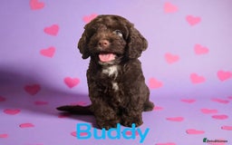Cockapoo dogs for sale: ⭐️READY NOW⭐️Stunning DNA clear C f1 choc  - Image 9